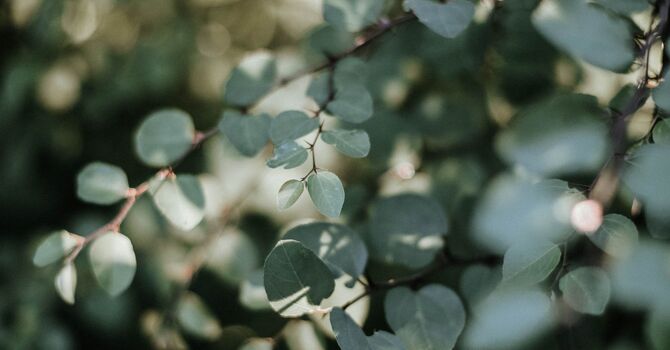 InfraThermo-Lume 360 Immersion